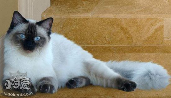 伯曼貓怎么護理 伯曼貓的護理方法