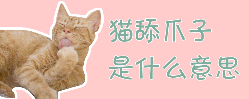 貓舔爪子是什么意思