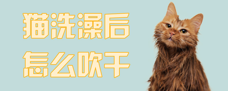 貓洗澡后怎么吹干