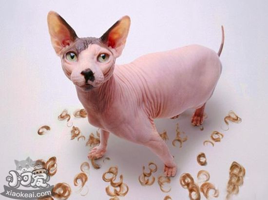 貓咪剃毛有什么好處 貓咪剃毛好處介紹