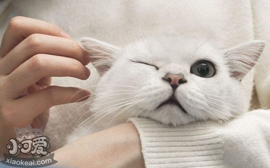 貓咪耳垢如何清除 貓咪耳垢清除方法