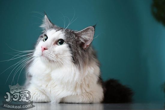 挪威森林貓怎么洗澡 挪威森林貓洗澡步驟方法