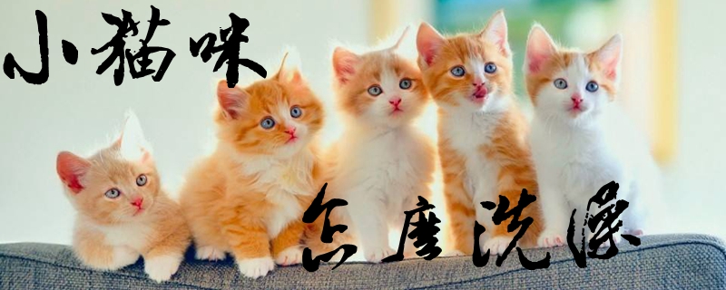 小貓咪怎么洗澡