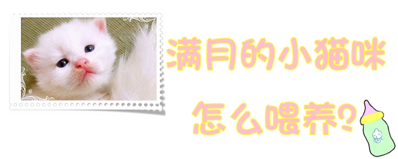 滿月的小貓咪怎么喂養