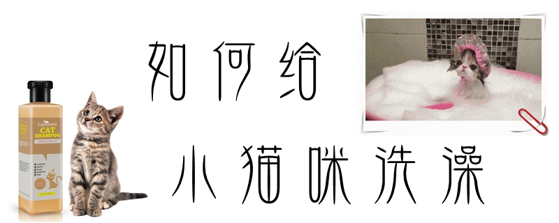 如何給小貓咪洗澡