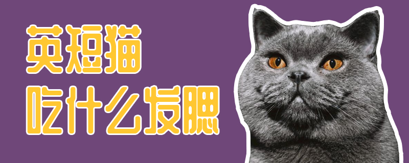 英短貓吃什么發腮