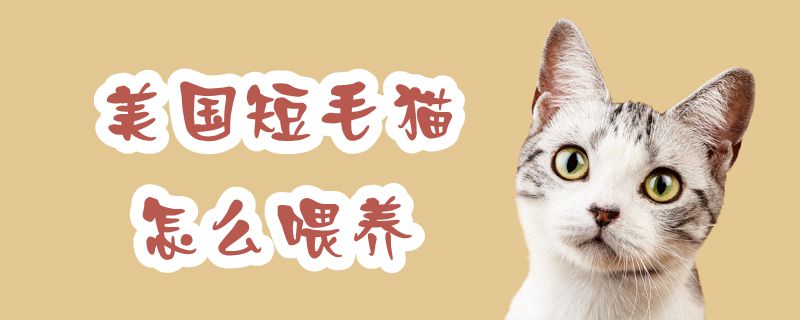 美國短毛貓怎么喂養