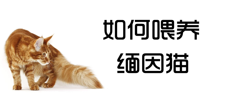 如何喂養緬因貓