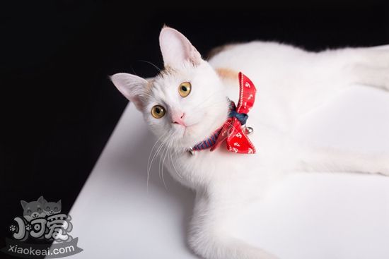 家里養(yǎng)貓要注意什么 家里養(yǎng)貓注意事項