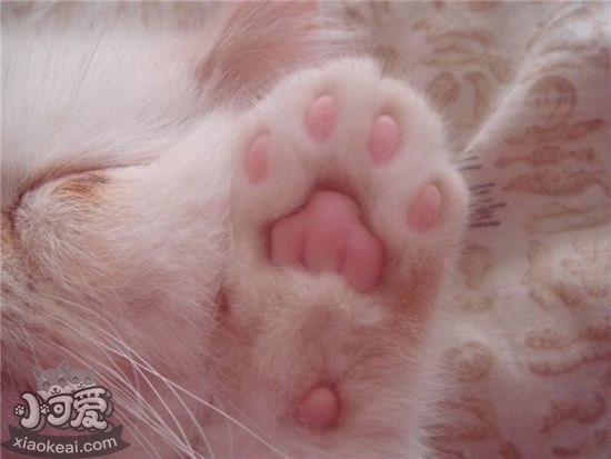 貓肉墊有什么作用 貓肉墊的五大功能