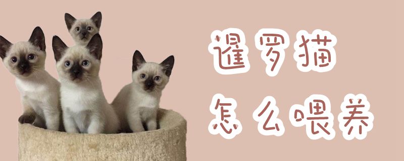 暹羅貓怎么喂養