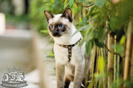 暹羅貓飼養(yǎng)必備用品有哪些 飼養(yǎng)暹羅貓必備1