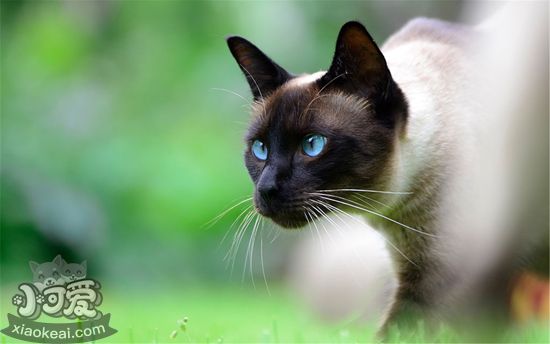 暹羅貓飼養(yǎng)必備用品有哪些 飼養(yǎng)暹羅貓必備2