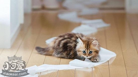 貓廁所怎么自制 貓廁所自制方法