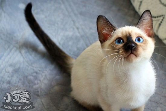 暹羅貓怎么用尾巴表達心情 暹羅貓的尾巴表達什么3