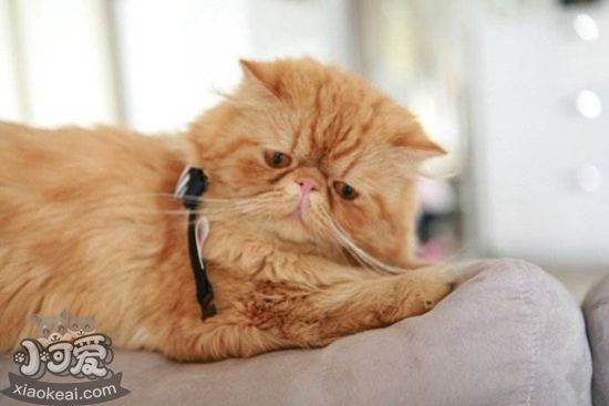 老年貓咪怎么護理 老年貓咪護理方法