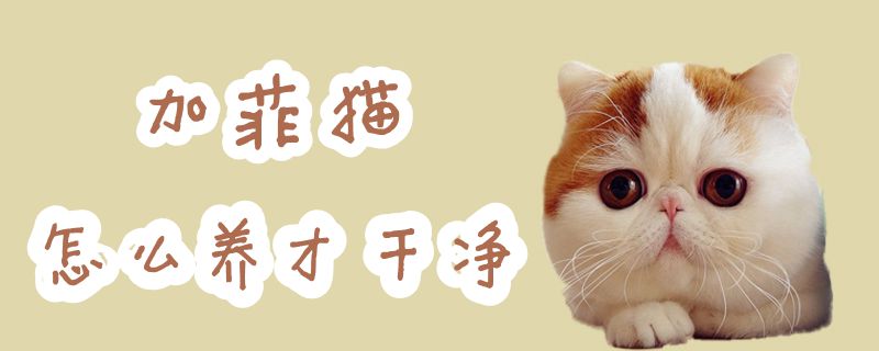 加菲貓怎么養才干凈