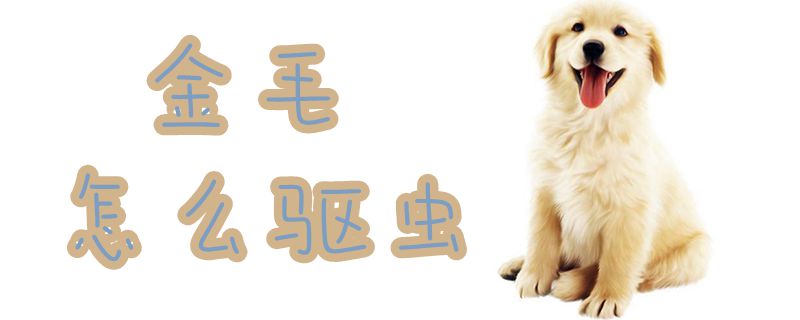 金毛怎么驅蟲