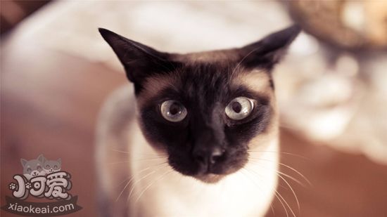 怎么訓練暹羅貓 訓練暹羅貓的4個方法