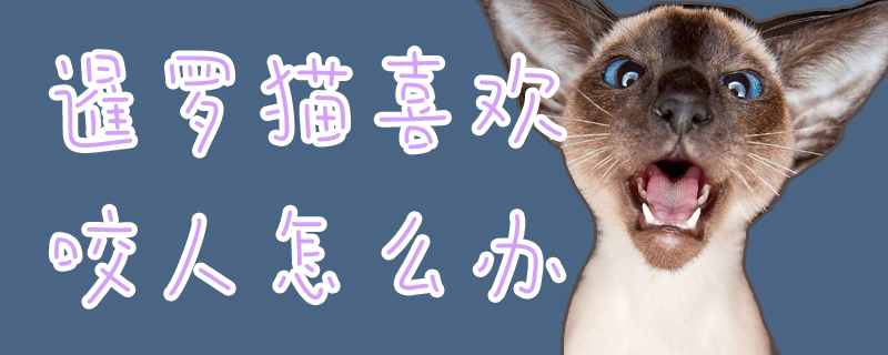 暹羅貓喜歡咬人怎么辦