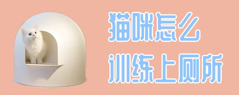 貓咪怎么訓練上廁所