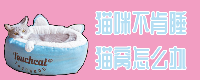 貓咪不肯睡貓窩怎么辦