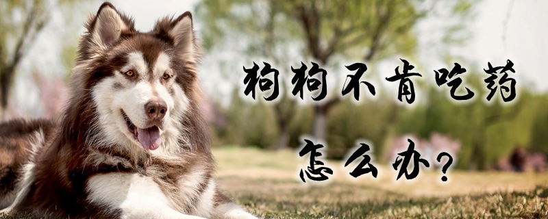 狗狗不肯吃藥怎么辦