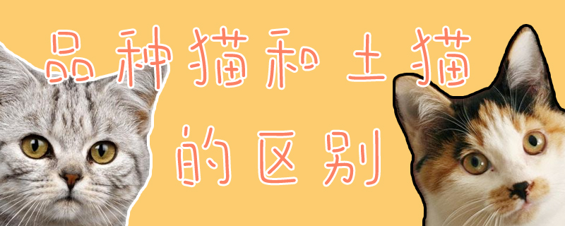 品種貓和土貓的區(qū)別