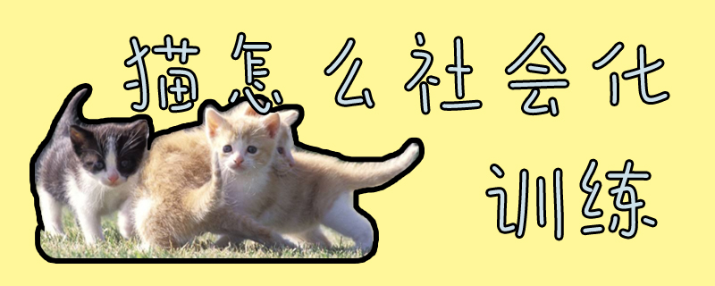 貓怎么社會化訓(xùn)練