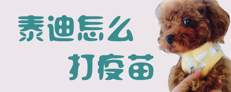泰迪怎么打疫苗1