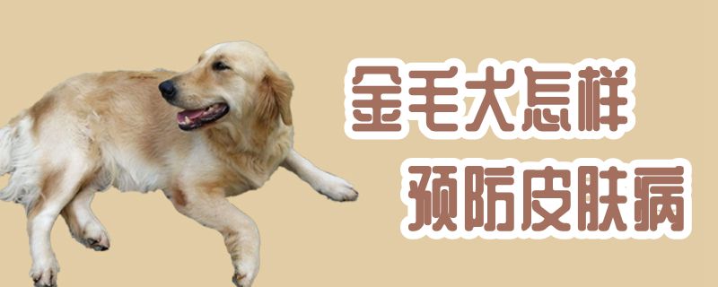 金毛犬怎樣預防皮膚病