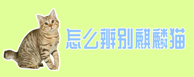 怎么辨別麒麟貓