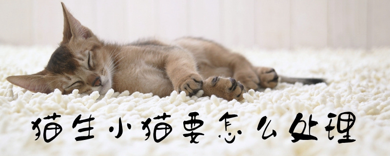 貓生小貓要怎么處理
