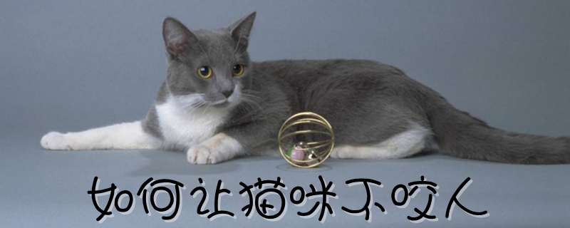 如何讓貓咪不咬人