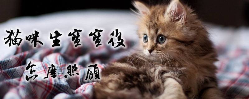 貓咪生寶寶后怎么照顧