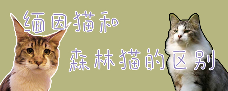 緬因貓和森林貓的區(qū)別