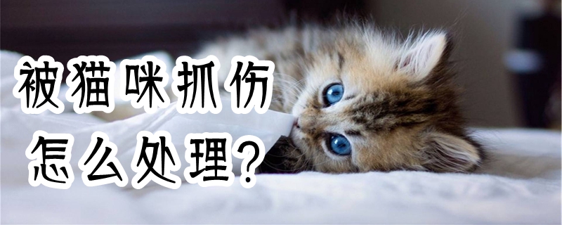 被貓咪抓傷怎么處理