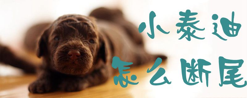 小泰迪怎么斷尾1