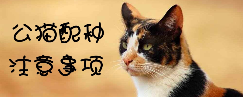 公貓配種注意事項(xiàng)