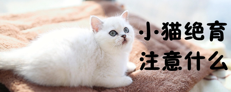 小貓絕育注意什么