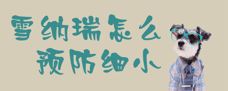 雪納瑞怎么預(yù)防細小1