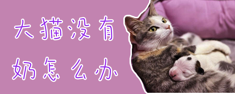 大貓沒(méi)有奶怎么辦
