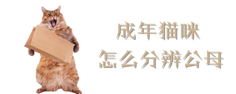 成年貓咪怎么分辨公母