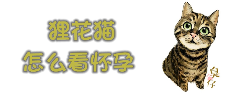 貍花貓怎么看懷孕