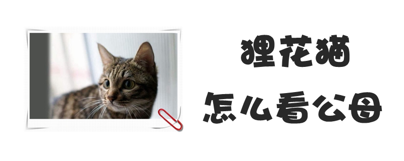 貍花貓怎么看公母