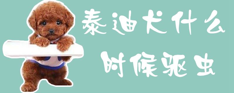 泰迪犬什么時候驅蟲1