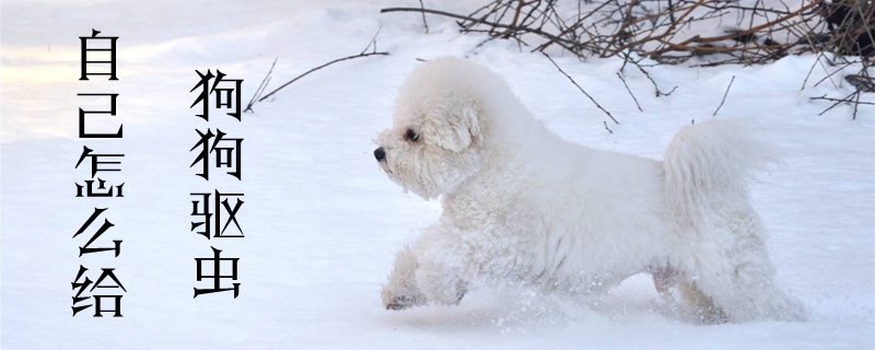 自己怎么給狗狗驅(qū)蟲(chóng)
