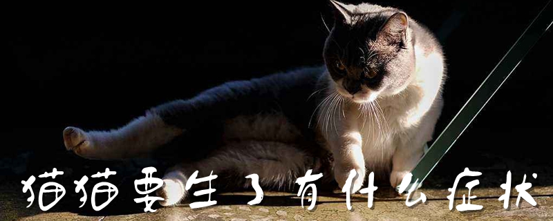 貓貓要生了有什么癥狀