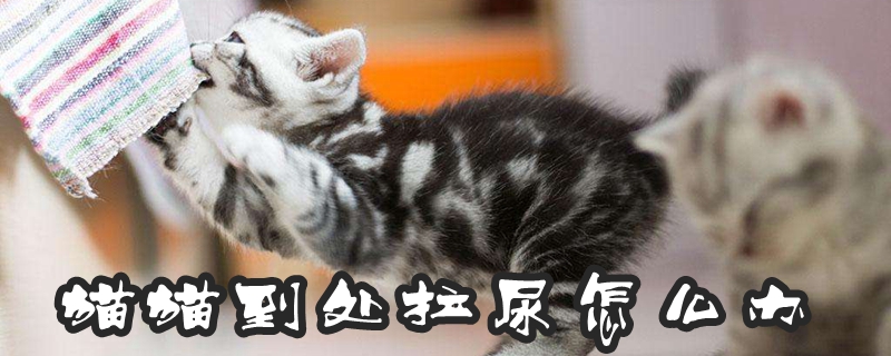 貓貓到處拉尿怎么辦