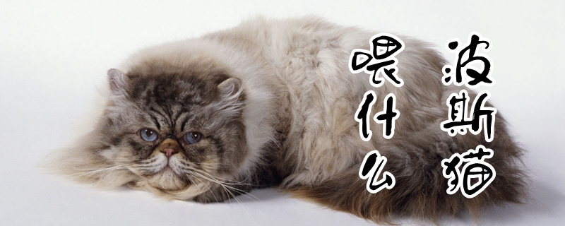 波斯貓喂什么